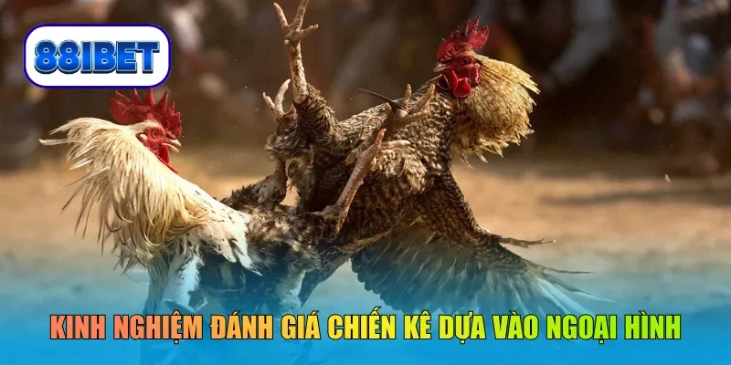 Kinh nghiệm đánh giá chiến kê dựa vào ngoại hình
