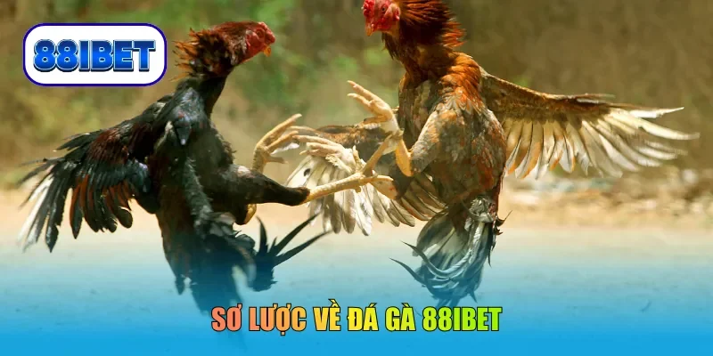 Sơ lược về đá gà 88IBET